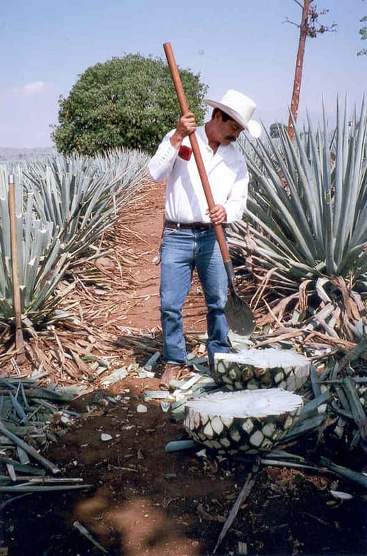 Cutting the agave pineapples in Tequila, Mexico