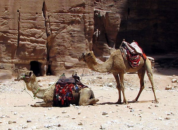 Camels for hire in Petra, Jordan