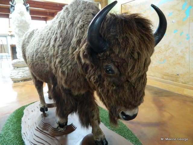 Wanuskewin Heritage Park buffalo real