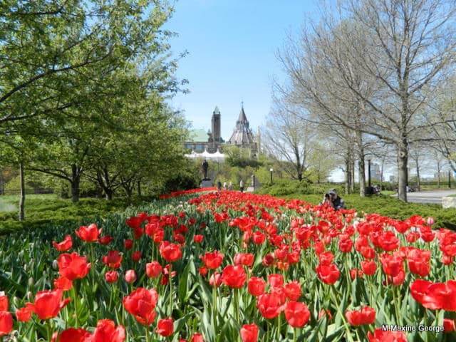 Tulip Festival, Ottawa