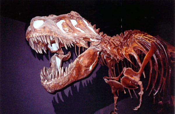 Tyrannosaurus Rex fossils in Drumheller Alberta 